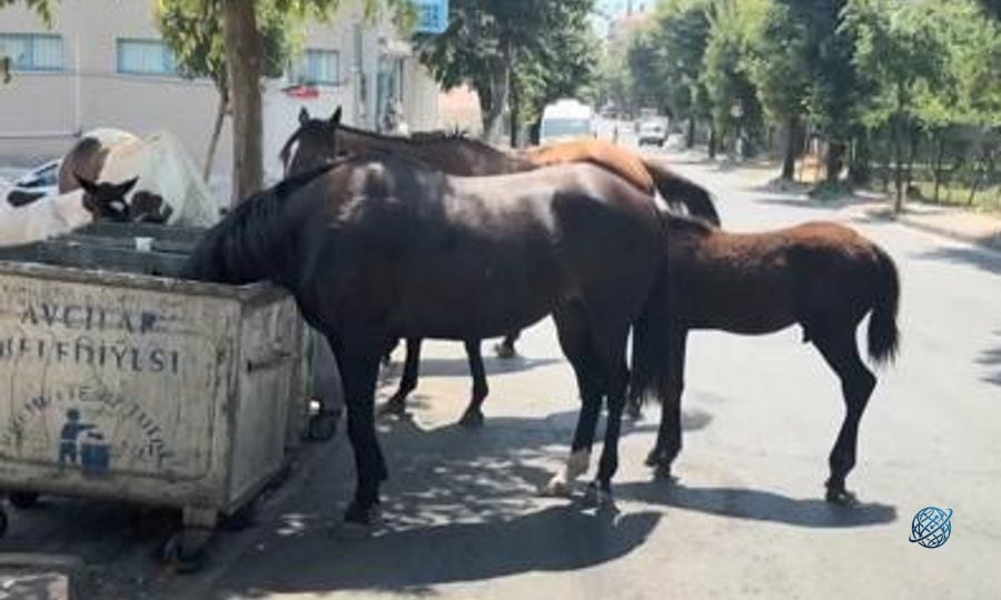Avcılar'da başıboş yılkı atları! Çöpten besleniyor, yolları kapatıyorlar: Tehlike büyüyor
