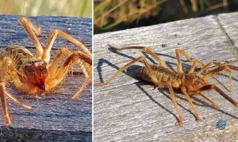 Erzurum'da dev Sarıkız paniği: Görenler şoke oldu