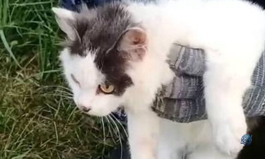 Cezaevine uyuşturucu taşıyan 'kurye kedi' yakalandı! Üzerindeki düzenek şaşkına çevirdi