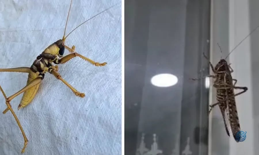 Tarım ve Orman Bakanlığı'ndan 'Çekirge istilası' iddialarına açıklama
