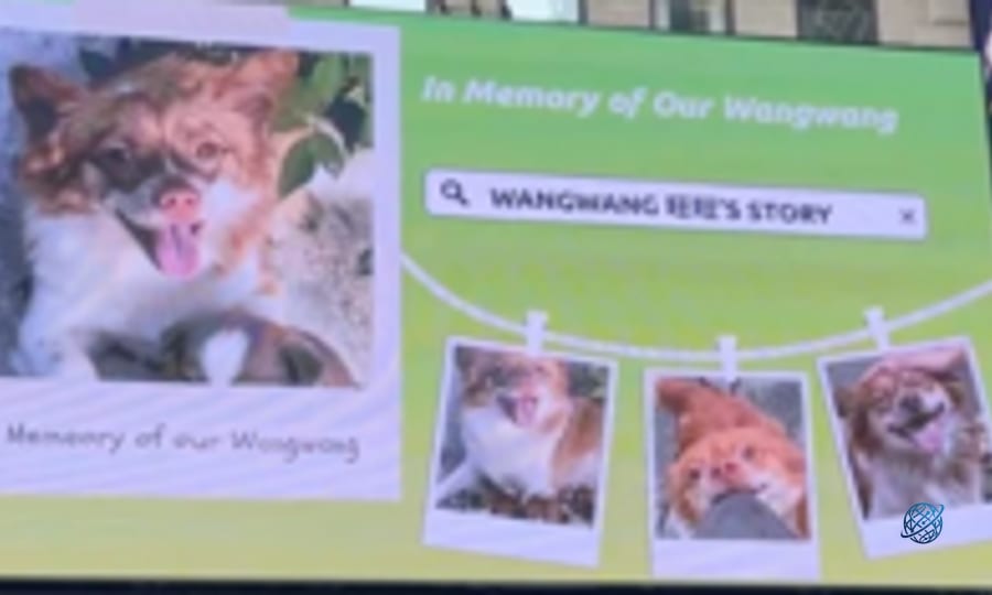 Blocked by censors, China's animal lovers take fight against abuse offline and overseas