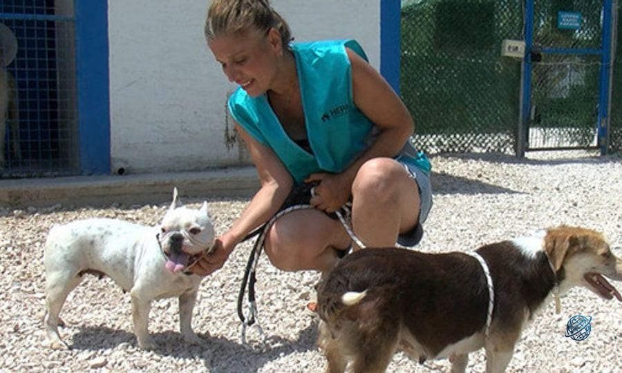 Hevesi kaçan sokağa bırakıyor: Bursa'da terk edilen cins köpekler yeni yuva bekliyor