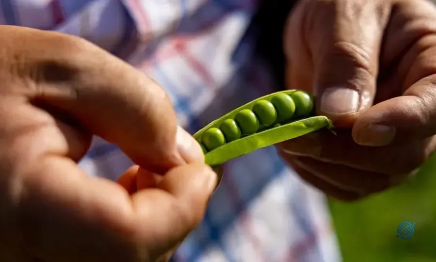 Toprağın bereketi SuperFresh’in ‘hasat’ıyla yılın 365 günü sofralarda