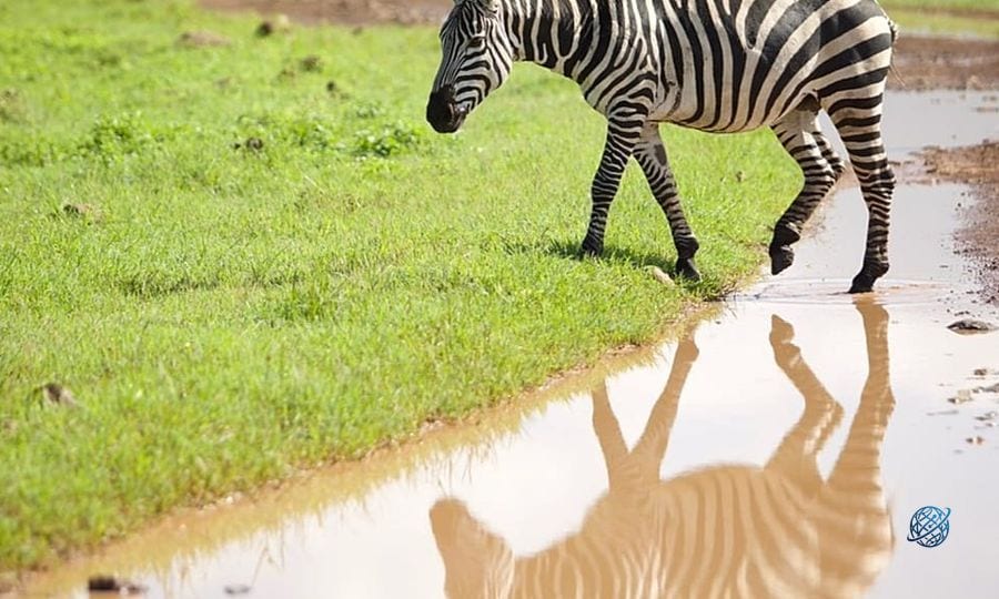 Tanzanya Serengeti'de vahşi yaşamla çevrili golf sahasıyla turizmini çeşitlendirdi