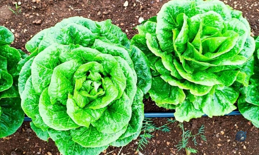 ABD'de marul kaynaklı salgın yayılmaya devam ediyor