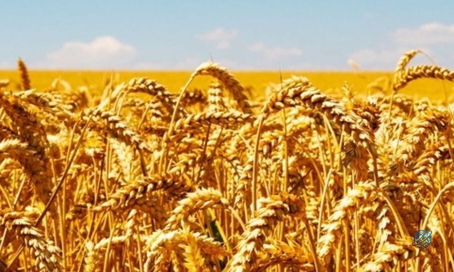 Buğday fiyatlarında iki yılın en yüksek seviyesi