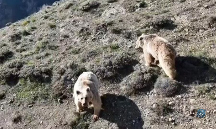 Ayı saldırısına uğrayan kişi yaralandı