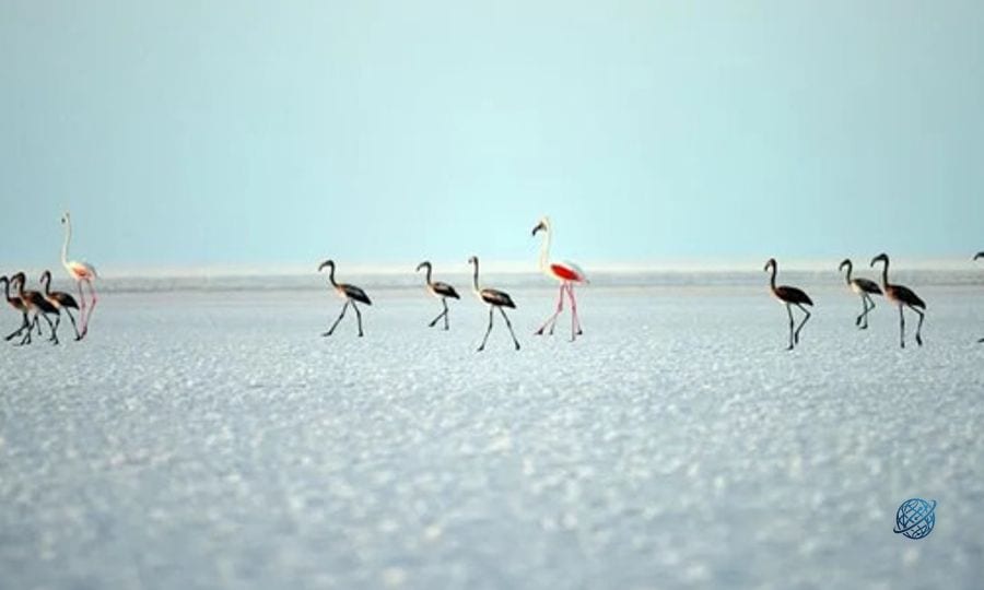 Bakan Kurum'dan 'Flamingo' paylaşımı: Son 5 yılın en yüksek yavru sayısına ulaştık