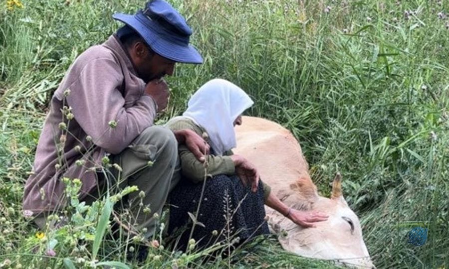 Yüksekova'da yürek yakan görüntü: Uçurumdan düşerek telef olan ineğine sarılıp saatlerce ağladı