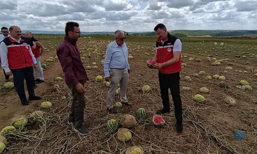 Tekirdağ'da tarım arazilerinde hasar tespit çalışmaları sürüyor