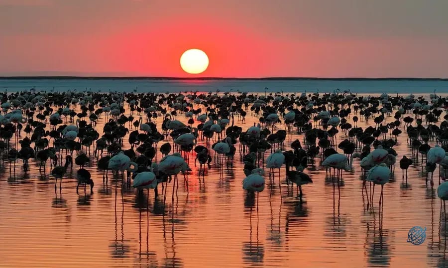 Tuz Gölü'nde Flamingo Sevincı: 5 Yılın Rekoru Kırıldı