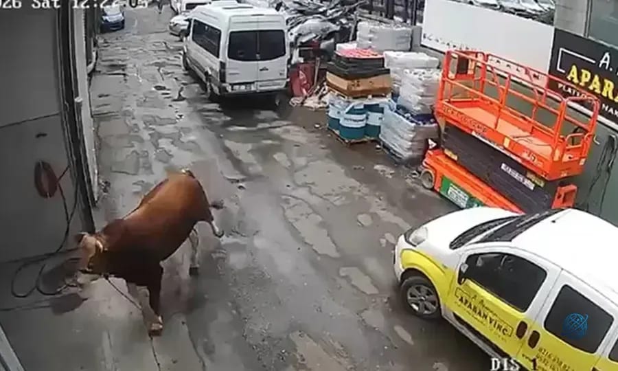 Kaçan boğa dükkana girdi: Çalışanlar neye uğradığını şaşırdı!
