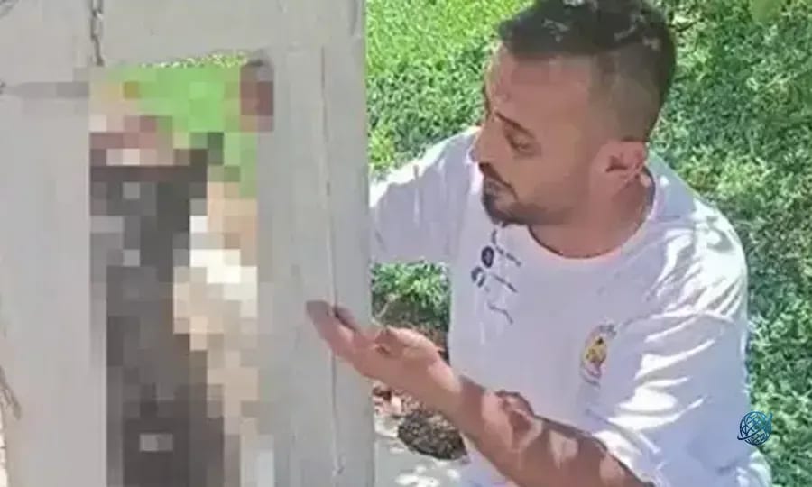 Hatay'da korkunç olay! Köpeği evden çalıp, elektrik direğine astılar!