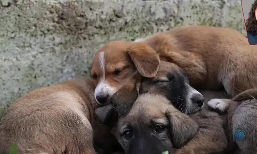 Bakanlık sokak hayvanlarının yüzde 92’sinin toplandığını açıkladı, hayvanseverler sordu: Can dostlar nerede