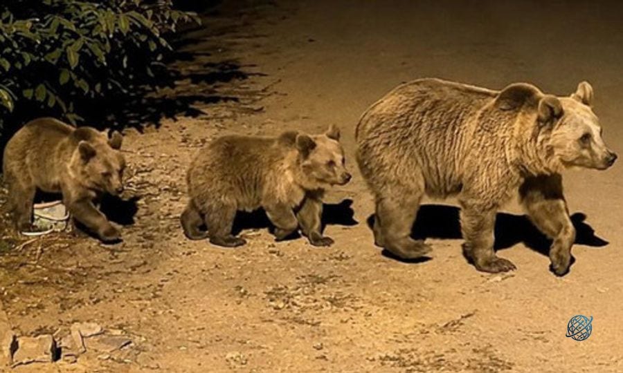 Erzincan'da yiyecek arayan anne ayı ve 2 yavrusu böyle görüntülendi