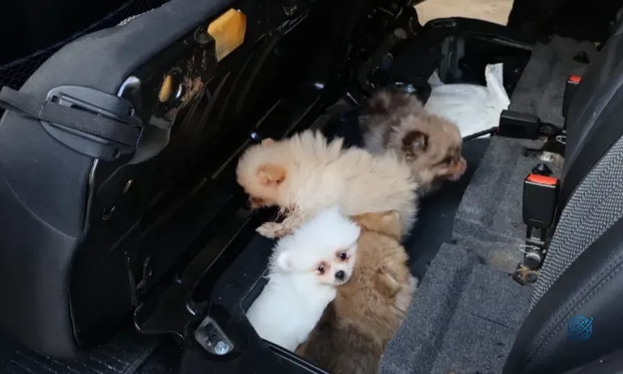 Kapıkule'de 'Pomeranian' cinsi 5 köpek yavrusu ele geçirildi