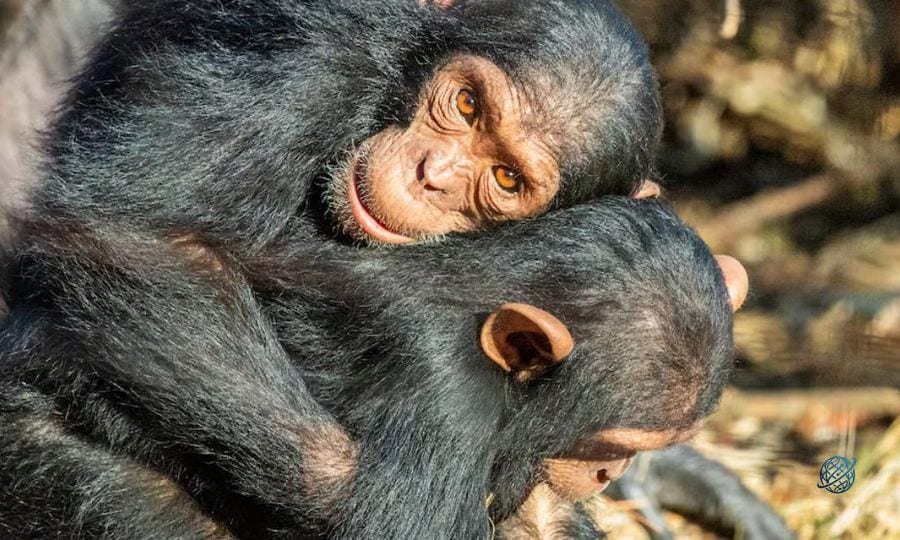 Şempanzeler kavgadan kaçınmak ve gerilimi azaltmak için birbirine sarılıyor