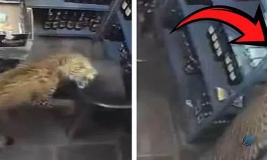 Leopar dükkana girdi, çalışana saldırdı! Dehşet anları kamerada